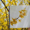 예쁜 꽃그리기(보테니컬아트) 이미지