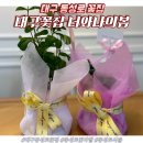 대구 꽃집 너와나의봄 식물과 생화가 다양한 동성로 꽃집 추천