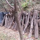 욱일농원 이미지