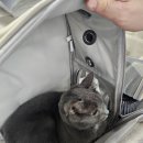 로얄플라잉 이미지