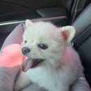 동그리아 이미지