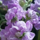 비단향꽃무 이미지