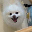 서른살나의펫2 이미지