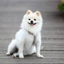 하얀강아지 이미지