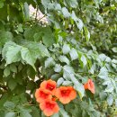 가야4리 이미지