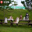 고고독 | [진천 누래블(travel)] 고고독 ! 다녀왔어요. 3천평 천연잔디, 수영장, 실내공간, 무게제한 X, 외부음식...
