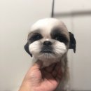 룬찌