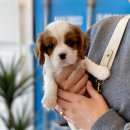 마리켄넬 | 부평강아지분양 마리켄넬 에서 알아봐요!!