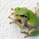 청개구리 이미지