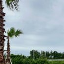 만다리노 이미지