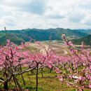 삼화1리 이미지