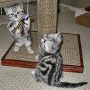 아메리칸 숏헤어(American shorthair) 이미지