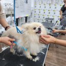 삼성애견 이미지