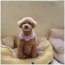 몽이 애견샵 이미지