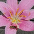 나라꽃 미니정원 이미지