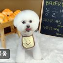 동글몽 이미지