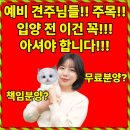 묘연고양이병원 | 영양고양이분양 테디럽에서 만난 운명의 묘연