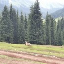 붉은황소 이미지