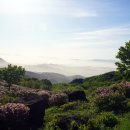 산철죽 군락지 이미지