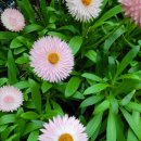 로단테(Rhodanthe) 이미지