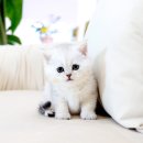 개인화물1281 | 빵실빵실 실버태비 브리티쉬숏헤어 남아 분양해요~!