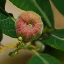 만두나무 이미지