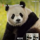 판다톡톡