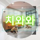 광명시시민건강증진센터 | 광명 유기견보호센터 똑똑하게 치와와 입양하는 가성비 후기