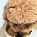 오늘도멍냥 이미지