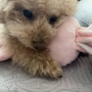 MS동물병원 이미지