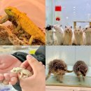 와우펫 | 진주파충류샵! 와우펫앤쥬에서 크레스티드 게코 입양한 후기