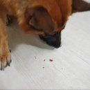 뚱띠레이 이미지