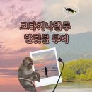 반딧불 | [🇲🇾 D+2] 코타키나발루 하이말레이시아 반딧불 투어 후기