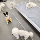 에덴유치원 | 에덴애견유치원호텔, 24시 애견 호텔 솔직 후기! 결혼식 신혼여행도 안심하고 맡겼어요!