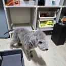 골든블랙123 | 베들링턴테리어 어디서 데려왔을까? 브리더 분양 후기