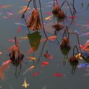 물고기마을 이미지