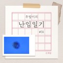 난임일기#31 시험관 3차, 배아 이식(평촌마리아의원/4일배양/중급배아/신선이식/콩주사)