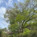 기회송림 화장실 | 밀양 여행 필수코스 밀양강이 내려다보이는 겹벚꽃 명소, 오연정