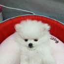 몽이냥이 이미지