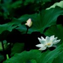 비실연꽃마을 이미지