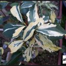 풍운농원 이미지