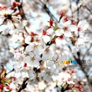 구례의길(섬진강길) 이미지