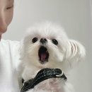 안녕댕댕이 이미지