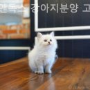 캣츠앤독스 강아지분양 고양이분양 수원점 이미지