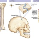 [뉴만 운동학(kinesiology)2] Section I, ch 2 인체관절의 기본 구조와 기능 이미지