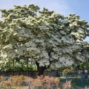 양재리이팝나무 이미지