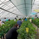 딸기애견 이미지