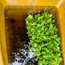 교육과희망 작은도서관 | 20대 청년 딸이 김장하도록 엄마는 보조했다(172)