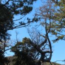 완도 예송리 상록수림 이미지