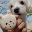 하양하양 이미지